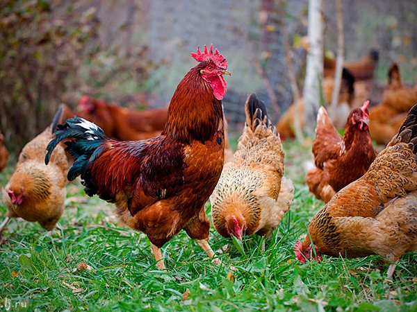 Породы куриц | ЗооТом - продажа, вязка и услуги для животных в Ершове