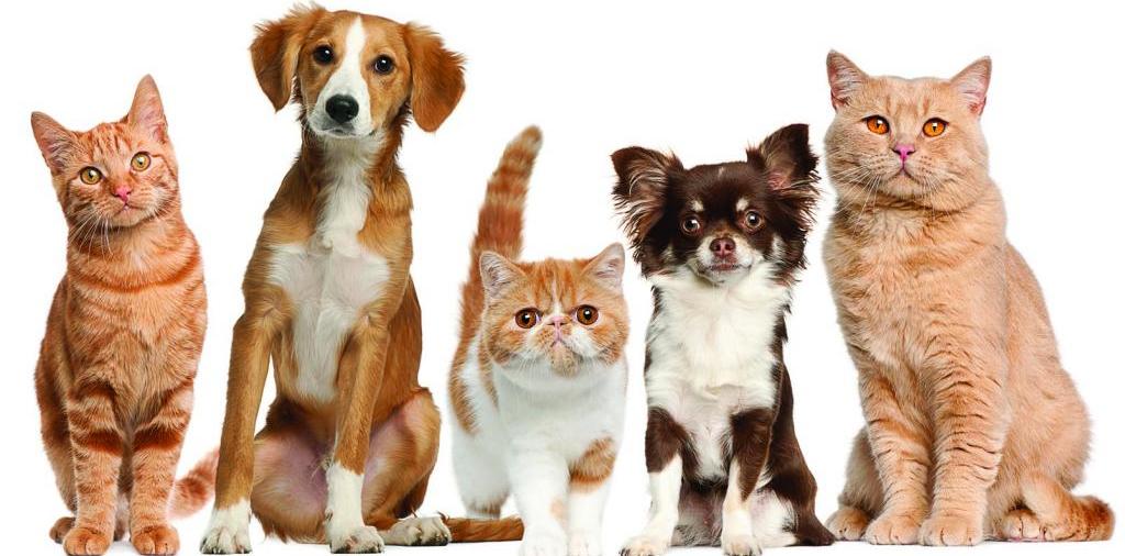 Доска объявлений о животных | ЗооТом - продажа, вязка и услуги для животных в Ершове