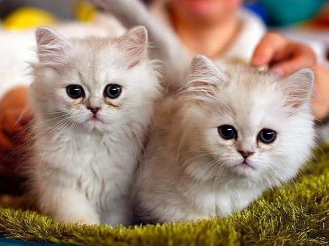 Породы кошек в Ершове | ЗооТом портал о животных