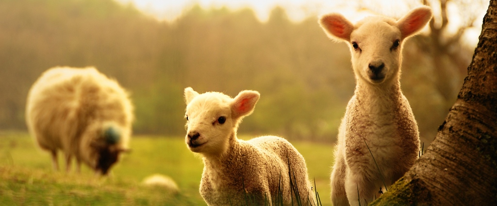 Объявления о сельскохозяйственных животных | ЗооТом - продажа, вязка и услуги для животных в Ершове
