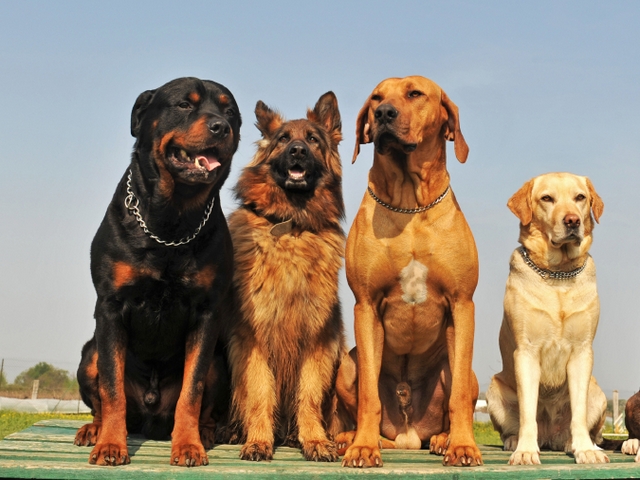Крупные породы собак в Ершове | ЗооТом портал о животных
